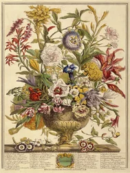 September, from Twelve Months of Flowers by Robert Furber, engraved by Henry Fletcher